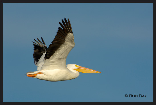 White Pelican, (Pelecanus erythrorhynchos), Flying 